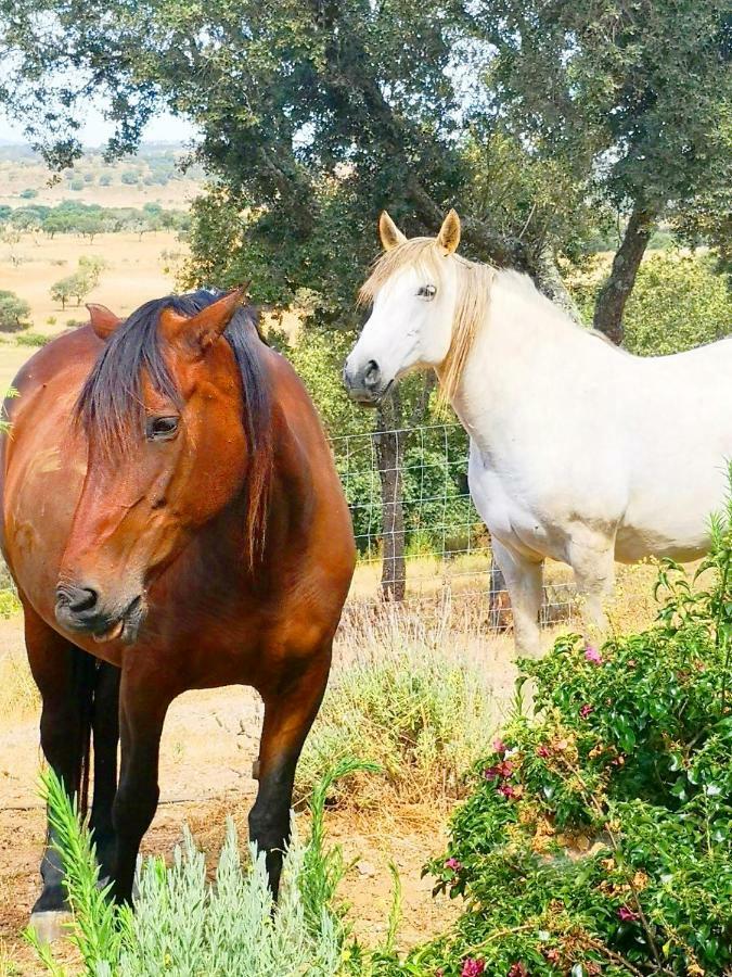 Sharish - Monte Das Estevas Estremoz Exterior photo